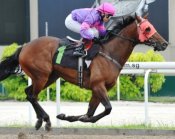 Mr Epic is one of nine runners for Shane Baertschiger over the coming weekend.<br>Photo by Singapore Turf Club